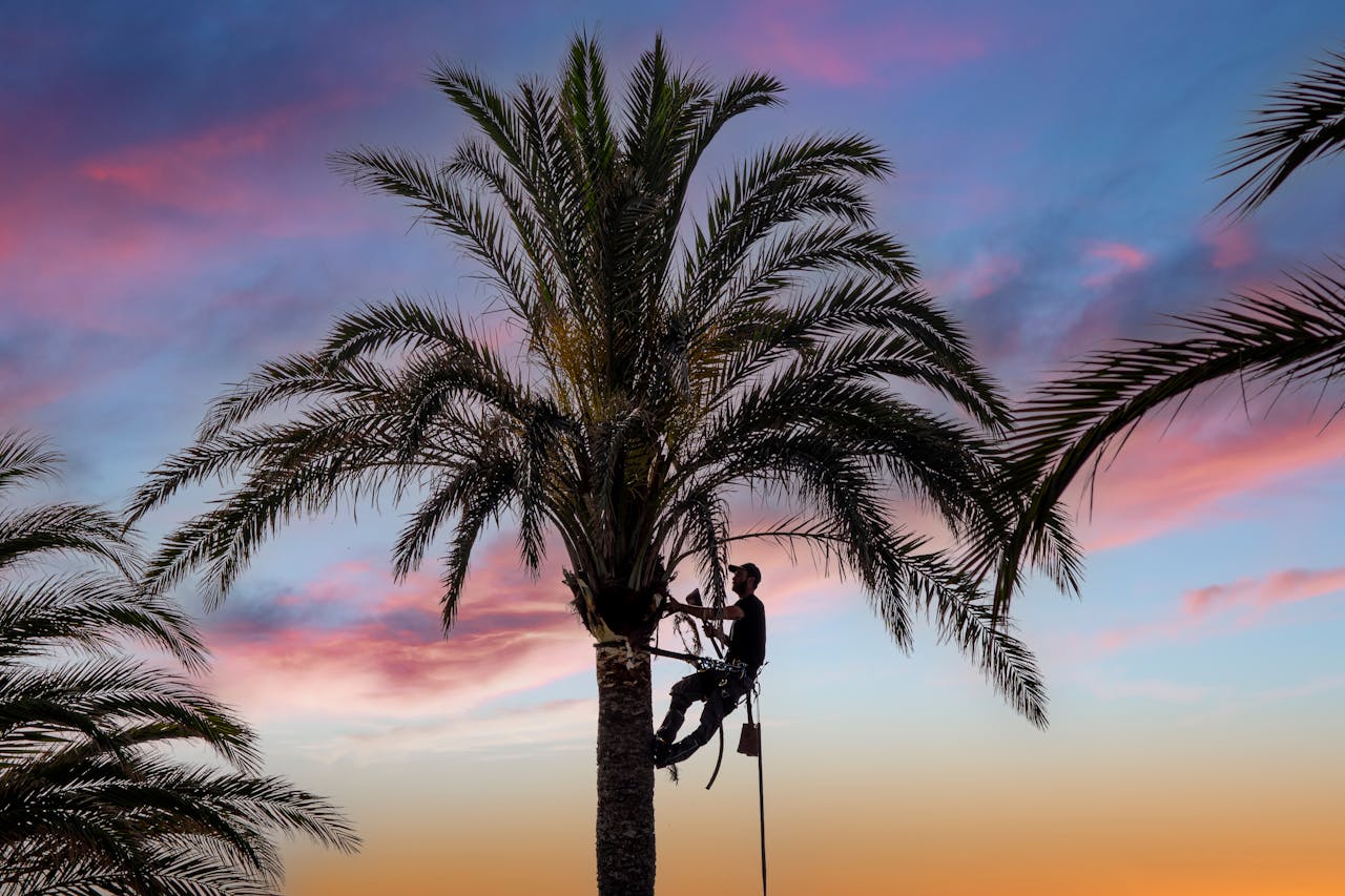 Arborist skillfully climbs a palm tree during a vibrant sunset in Guardamar del Segura, Spain.